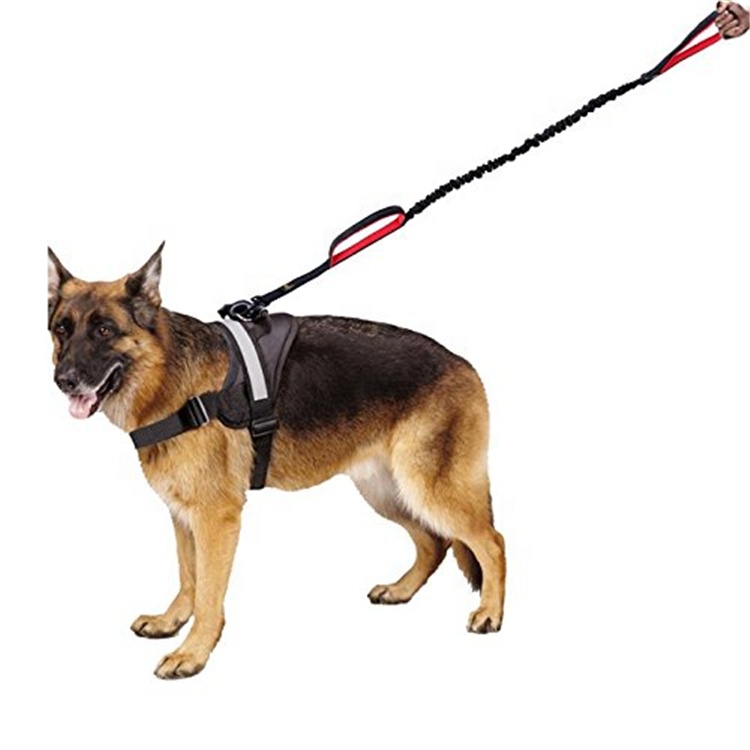 reflective dog bungee leash (2).jpg